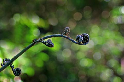 Impression aus dem Regenwald