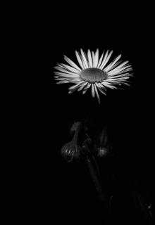 Blumen sind das Lächeln der Erde