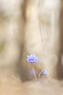 Leberblümchen