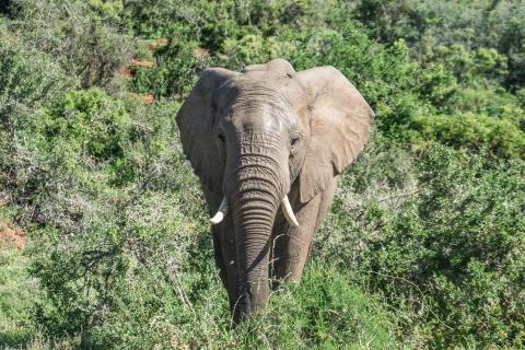 Elefant in Südafrika
