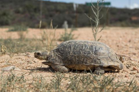 Schildkröte in Südafrika