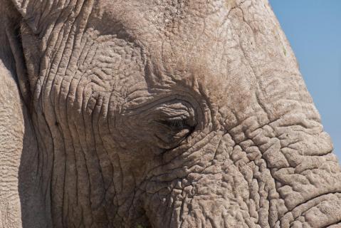 Gerhard Fingerhuth Elefant Namibia 001