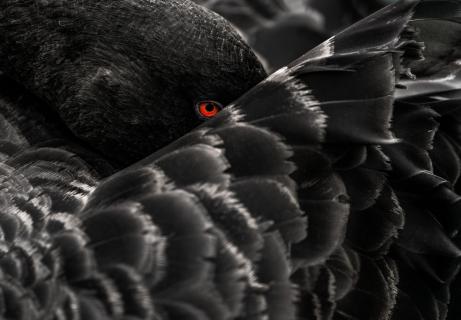 The always watching eye of a black swan 