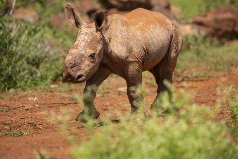 Nashorn Baby