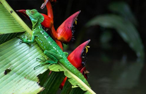 Eidechse Costa Rica