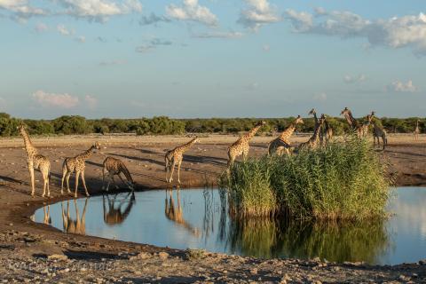 Namibia, Etosha National Park