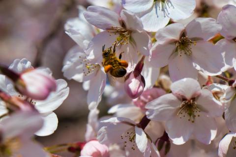 Biene mit Pollenpaketen an einer Kirschblüte