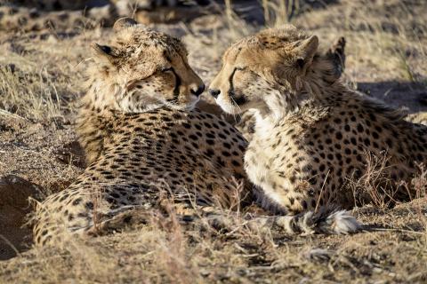 Sundowning Cheetahs - Geparden