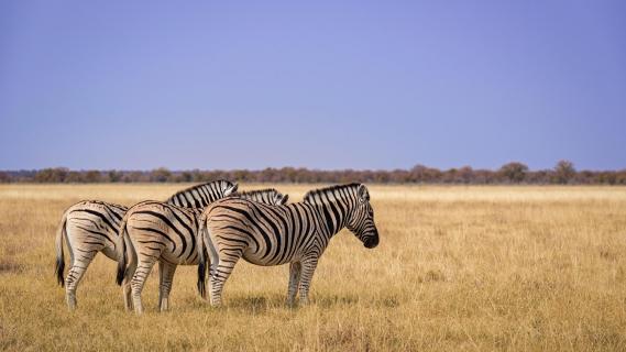 Die Herdenwächter - Zebras