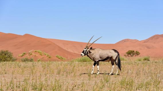 Oryx Antilope