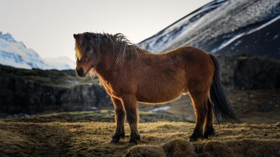 Island Pferd - Island Horse