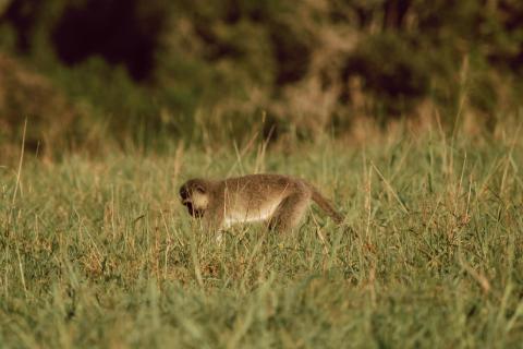 affe südafrika