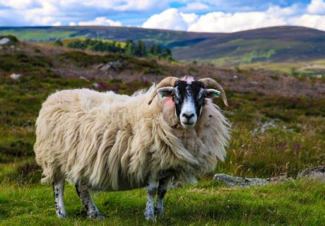 Scottish Blackface