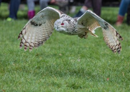 Schneeeule im Flug