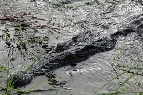 Krokodil Okavangodelta