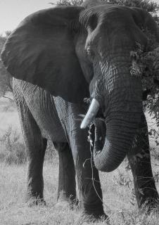 Elefant im Busch