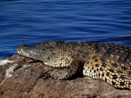 Krokodil