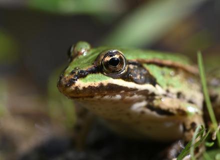 Wasserfrosch-Porträt