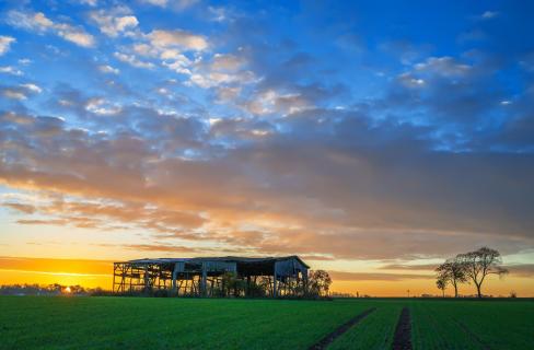 Morgen auf dem Feld