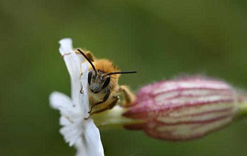 Entlang der Blüte