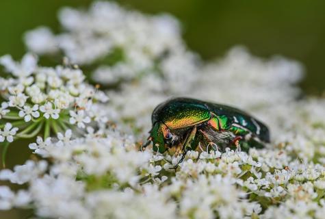 Goldkäfer 