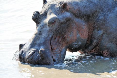 Happy Hippo