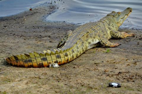 Krokodil am Wasser