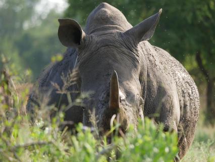 Rhino in Swaziland