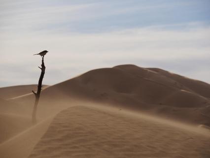Vogel in der Sahara