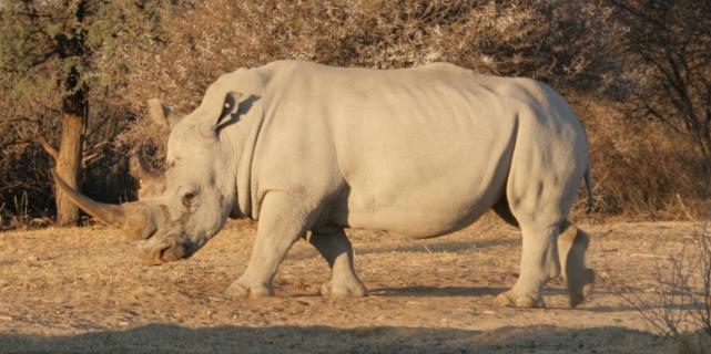 Breitmaulnashorn