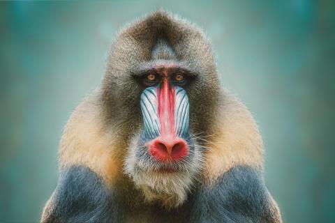 Mandrill