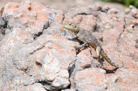 Lizard on the rocks