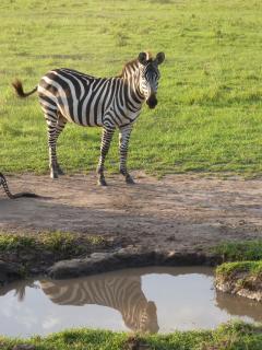 Zebra, sich im Spiegel betrachtend