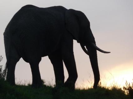 Silhouette Elefant