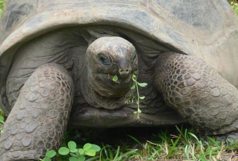 Seychellen Riesenschildkröte