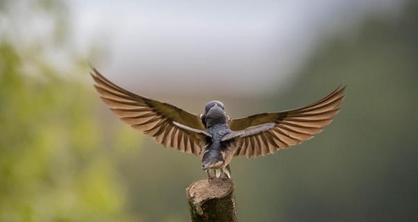 Rauchschwalbe füttert Jungvogel