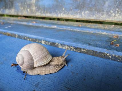 Weinbergschnecke in Blau