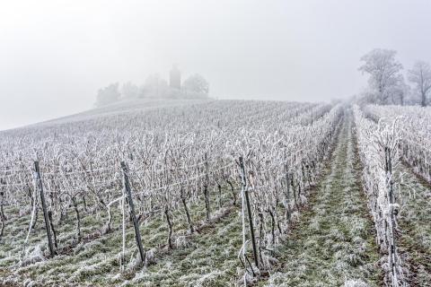 Winterlicher Weinberg mit Heuchelberger Warte