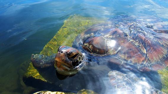 Schildkröte Samoa
