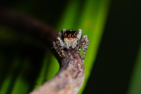 springspinne indonesien