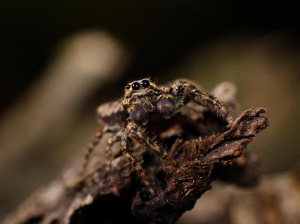 Springspinne in Deutschland - Marpissa muscosa