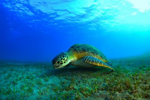 schildkröte über seegraswiese