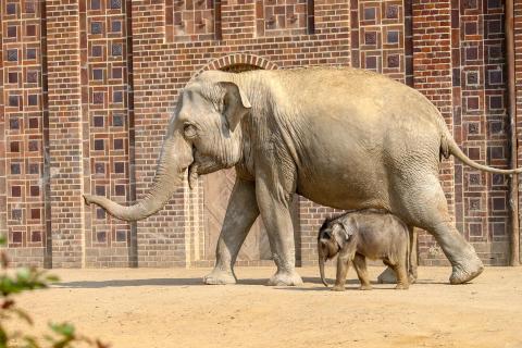 Wilde Tiere/Monat April