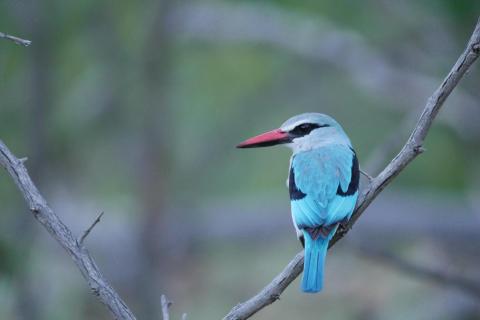 Kingfisher