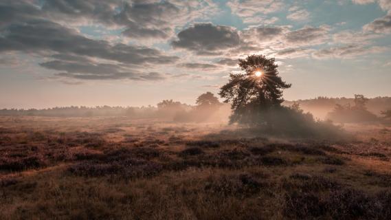 Frühnebel in der Heide