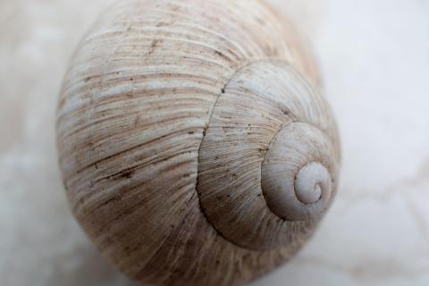 Schnecke