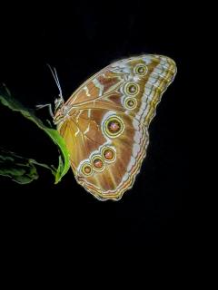 Schmetterling in der Nacht