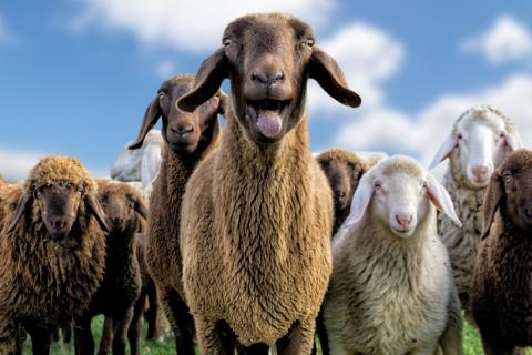 Gruppenfoto Schafe
