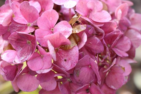 Inspiracles Nass Blüte einer Hortensie (findet den Käfer)