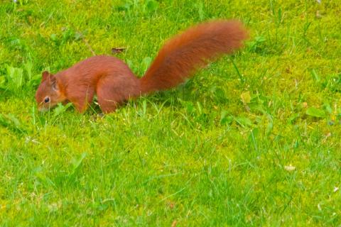 Eichhörnchen im Garten der Nachbarn